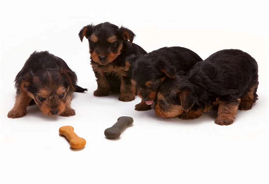犬の腹腔内出血（ヘモアブドメン）とは？症状から治療まで完全解説