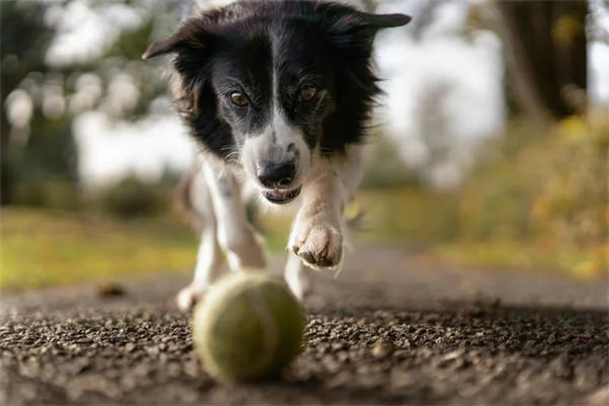 犬の腹腔内出血（ヘモアブドメン）とは？症状から治療まで完全解説