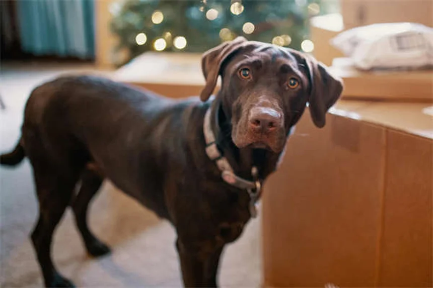 犬の腹腔内出血（ヘモアブドメン）とは？症状から治療まで完全解説