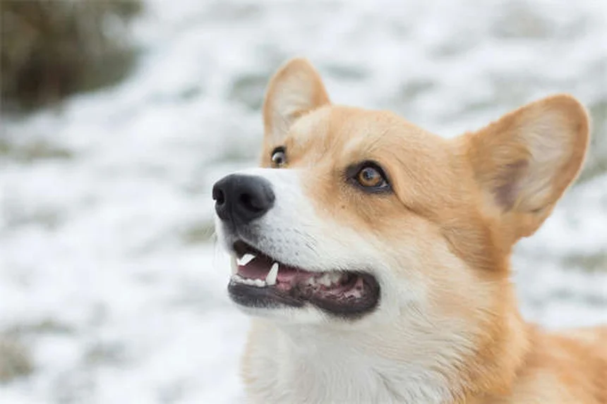 犬の鎮痛剤「コデイン」：効果・副作用・使用上の注意点を獣医師が解説