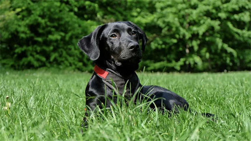 犬のDNA検査でわかる6大ミックス犬種と健康リスク