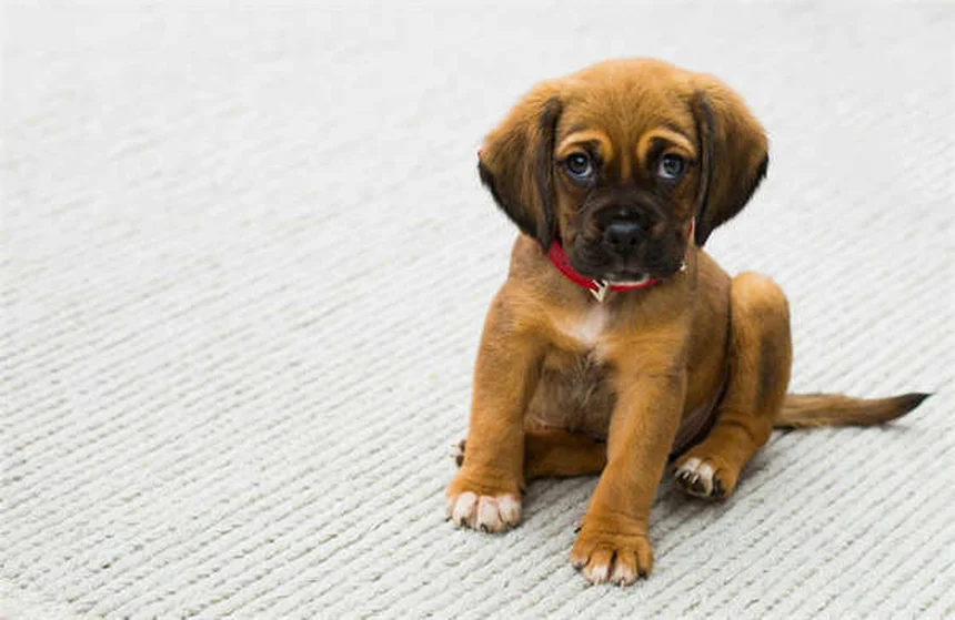 ペットのワクチンQ&A：犬と猫の予防接種、副作用、必要回数を獣医師が解説