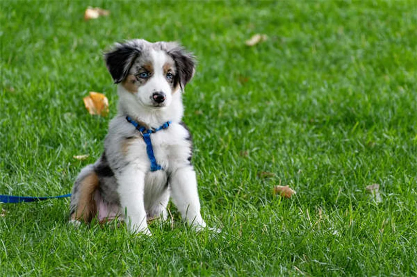 犬の抜け毛が気になる？正常と異常の見分け方と対策7選