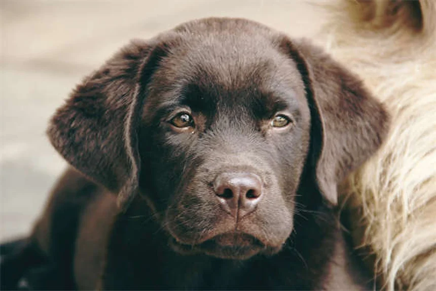 犬の薬の種類と使い方：獣医師が教える5つの必須知識