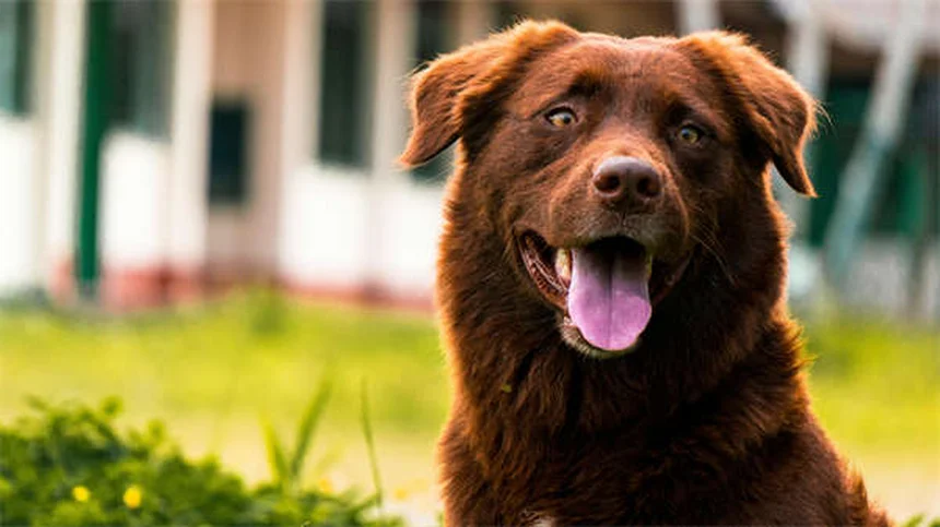 シャイな犬の原因と接し方｜愛犬の自信を育てる7つのステップ