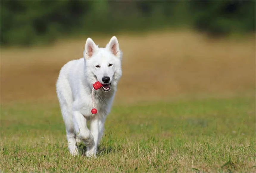 シャイな犬の原因と接し方｜愛犬の自信を育てる7つのステップ