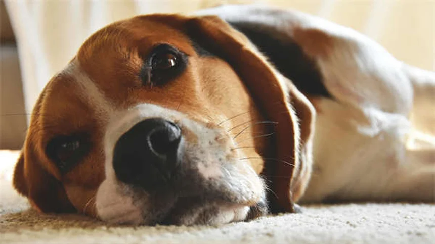 ティーカップ犬の真実：知っておくべき健康リスクと倫理的問題