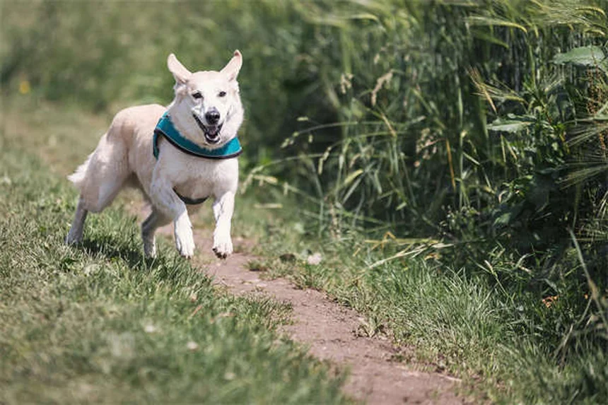 白い犬の種類と選び方：性格・手入れからあなたに合う犬種まで
