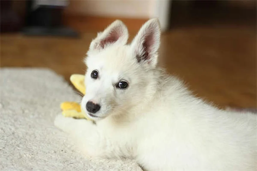 犬の破壊行動を解決！原因と今日からできる対策7選