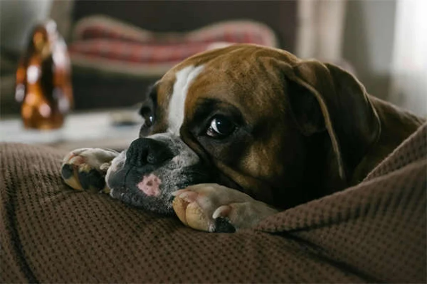 犬の耳の健康チェック完全ガイド：自宅でできる症状の見分け方と正しいケア方法