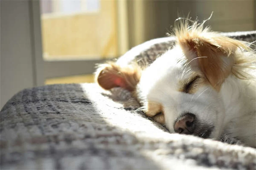 プレマックの原理で犬のしつけを効果的に！実践する3つのコツ