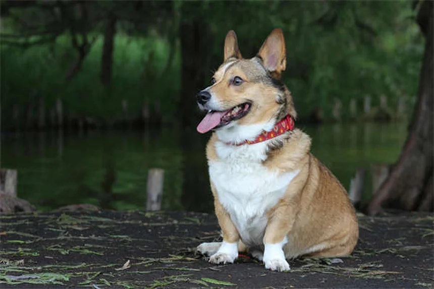 初めて犬を飼う人向け犬種21選と後悔しない選び方