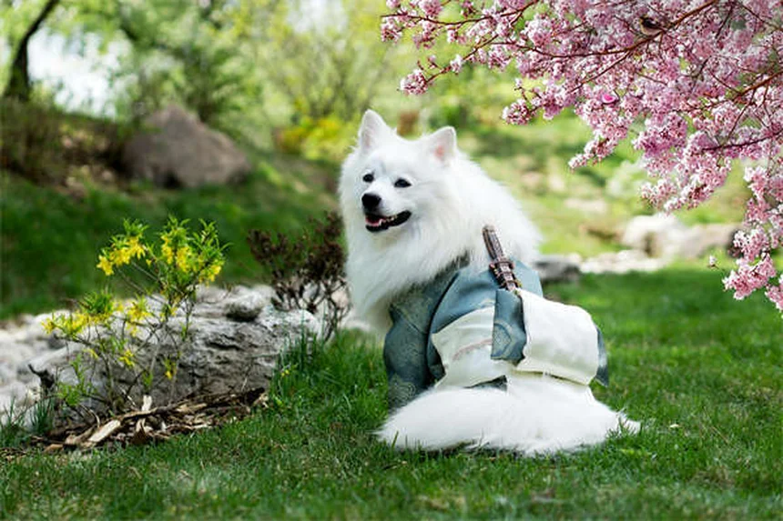 初めて犬を飼う人向け犬種21選と後悔しない選び方