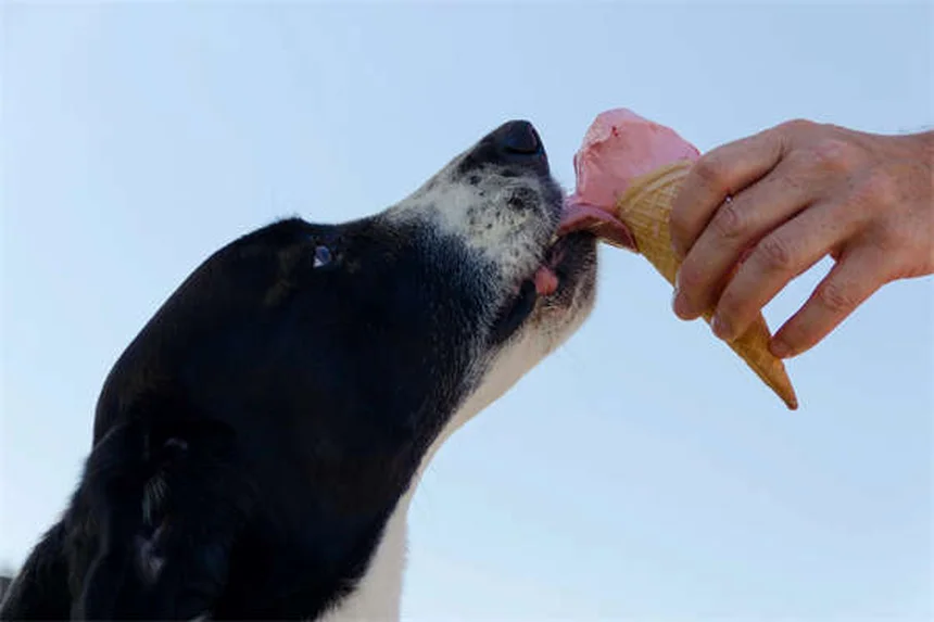 犬の鼻水の原因と対処法を獣医師が徹底解説