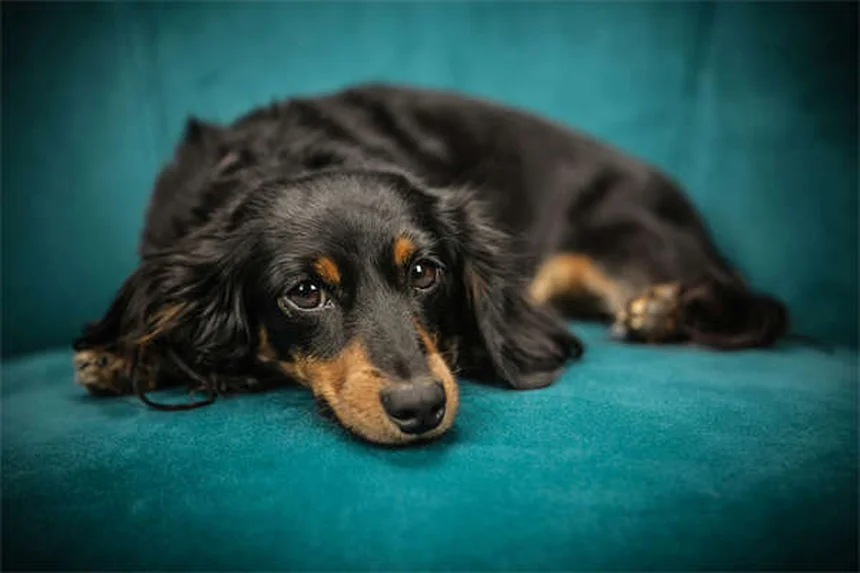 犬の汗の仕組みと熱中症予防のポイント