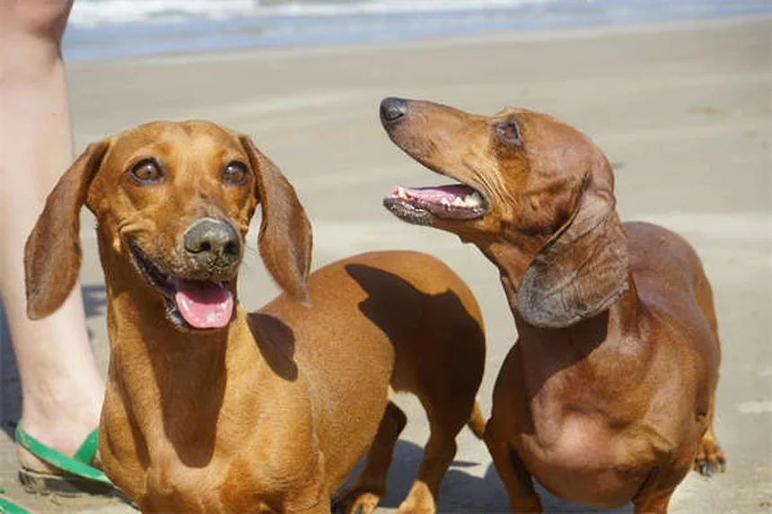 犬用GPSトラッカー比較｜愛犬の健康管理と減量を成功させる選び方