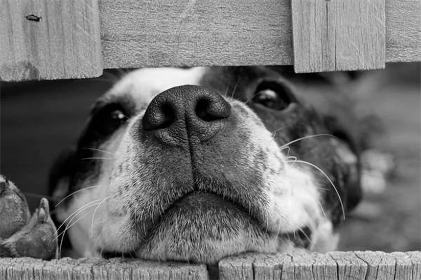 ハムスターが子を食べる理由と対策を現役飼い主が解説