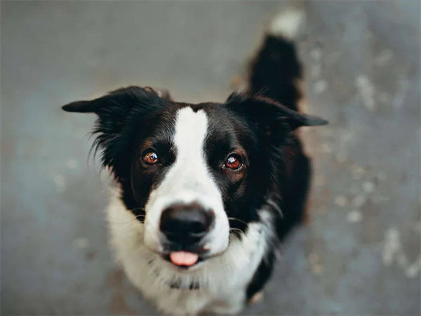 犬用オキサゼパムの副作用と注意点：安全に使うための完全ガイド