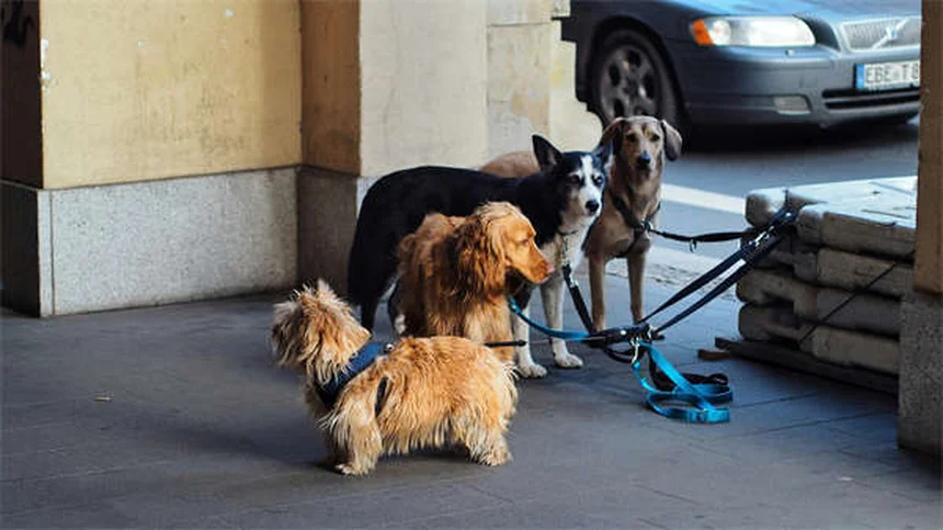 愛犬の腎臓病食事ガイド：実体験から学ぶ選び方と注意点