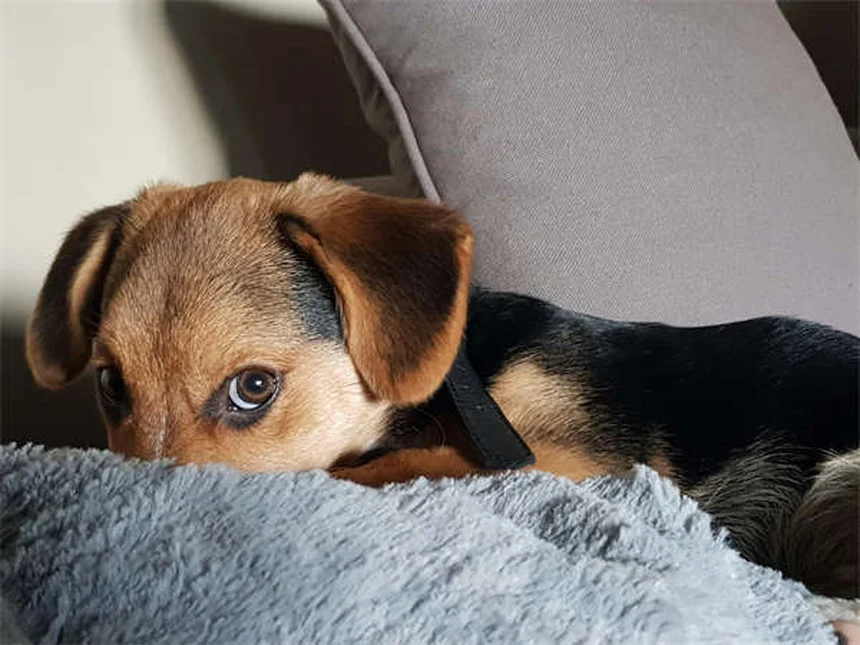 愛犬の腎臓病食事ガイド：実体験から学ぶ選び方と注意点