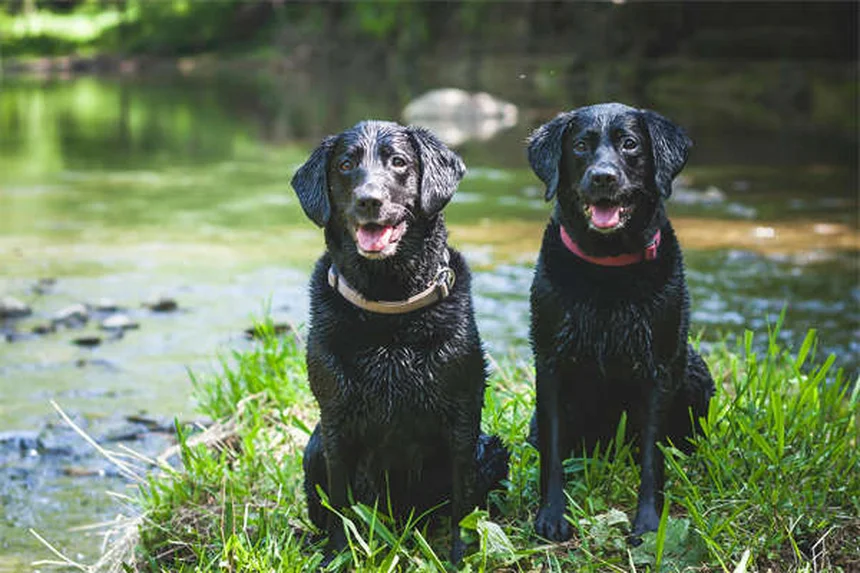 犬の食事量の決め方：獣医師が教える正しい給餌量ガイド