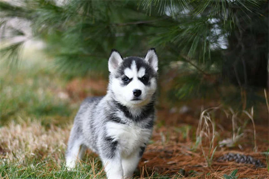 犬に果物を与える時は要注意！種が引き起こす4つの危険と正しい与え方