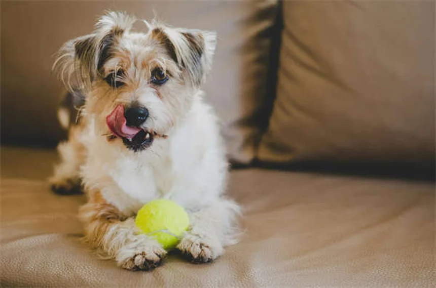 犬に果物を与える時は要注意！種が引き起こす4つの危険と正しい与え方