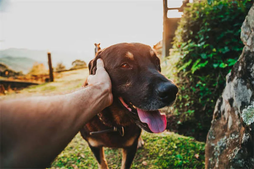 愛犬と一緒にできる6つの筋トレで絆も健康も深めよう
