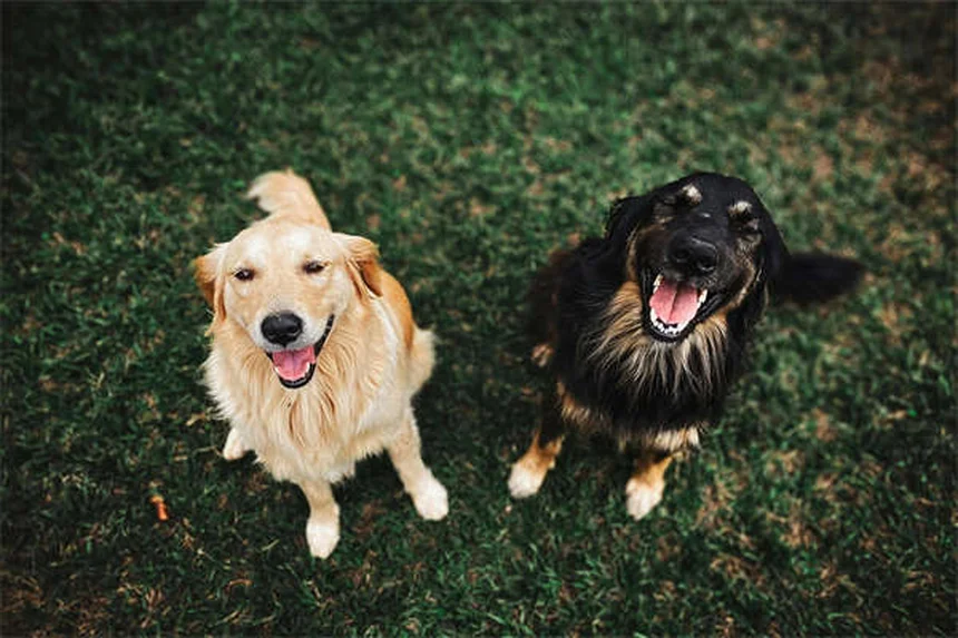 犬や猫を飼う費用のリアル：年間いくらかかる？徹底解説