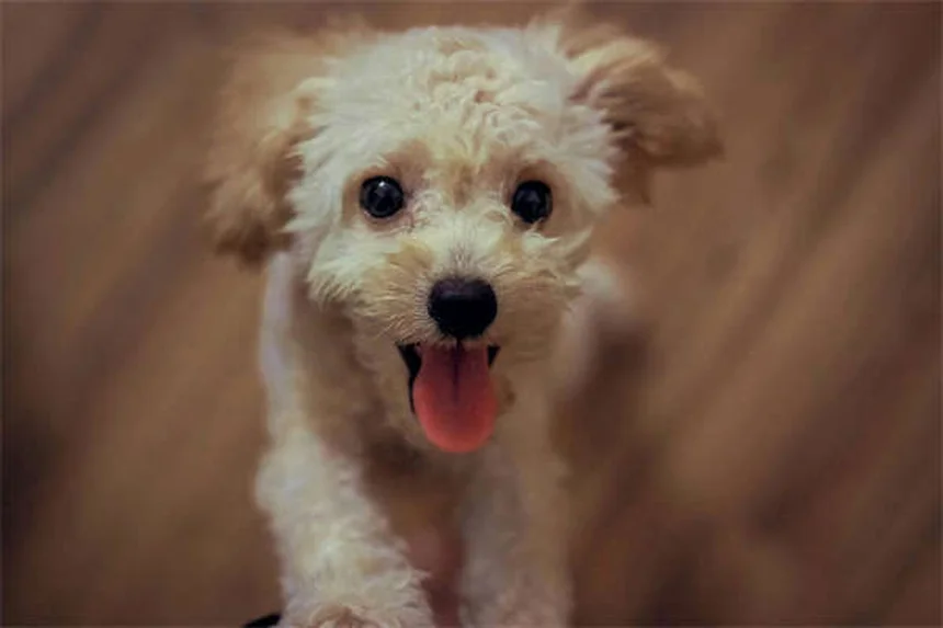 犬の泳ぎ方完全ガイド：愛犬に水泳を安全に教える7つのステップ