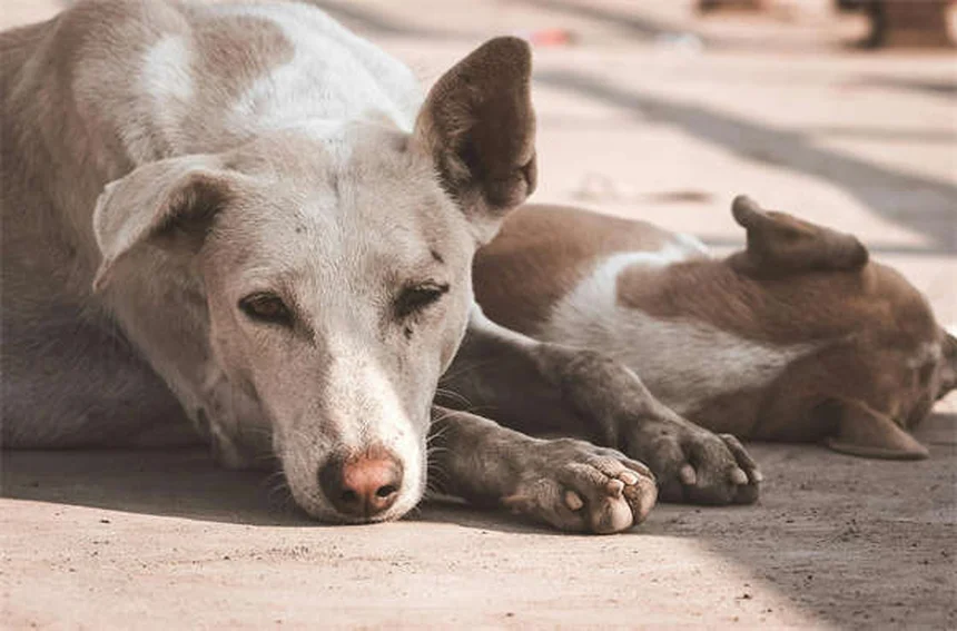 犬の泳ぎ方完全ガイド：愛犬に水泳を安全に教える7つのステップ