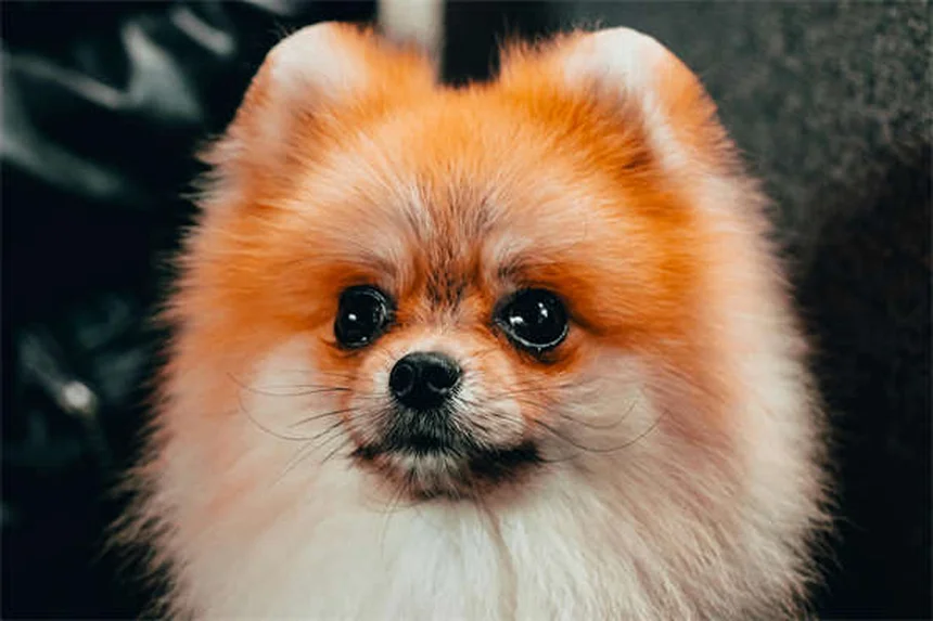 犬と猫の歯磨き頻度は？獣医師が教える成功させるコツ