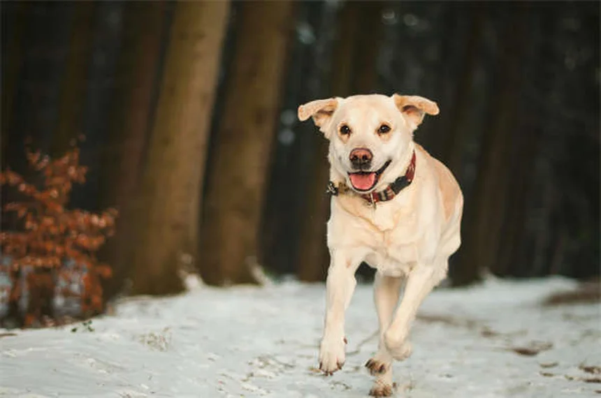 犬とお出かけの安全対策：イベントで愛犬を守る7つの必須ルール