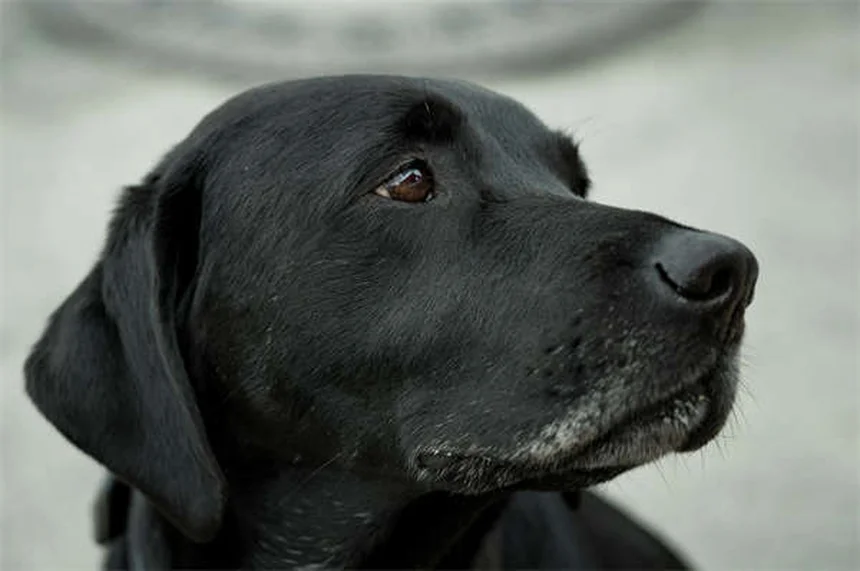 Incurin®（エストリオール）とは？メス犬のおしっこ漏れ治療薬の効果と安全性を徹底解説