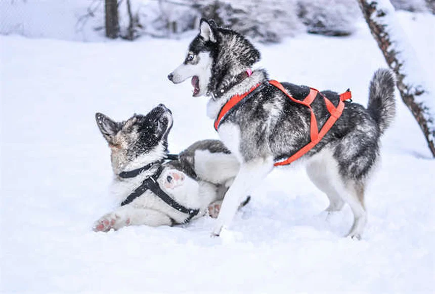 Incurin®（エストリオール）とは？メス犬のおしっこ漏れ治療薬の効果と安全性を徹底解説