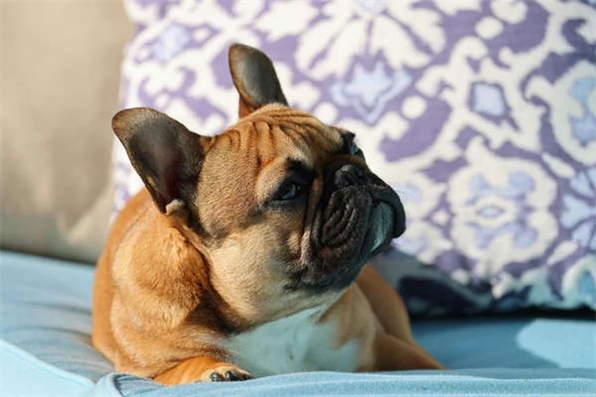フライボールとは？愛犬の脳と体を鍛えるチームスポーツ始め方